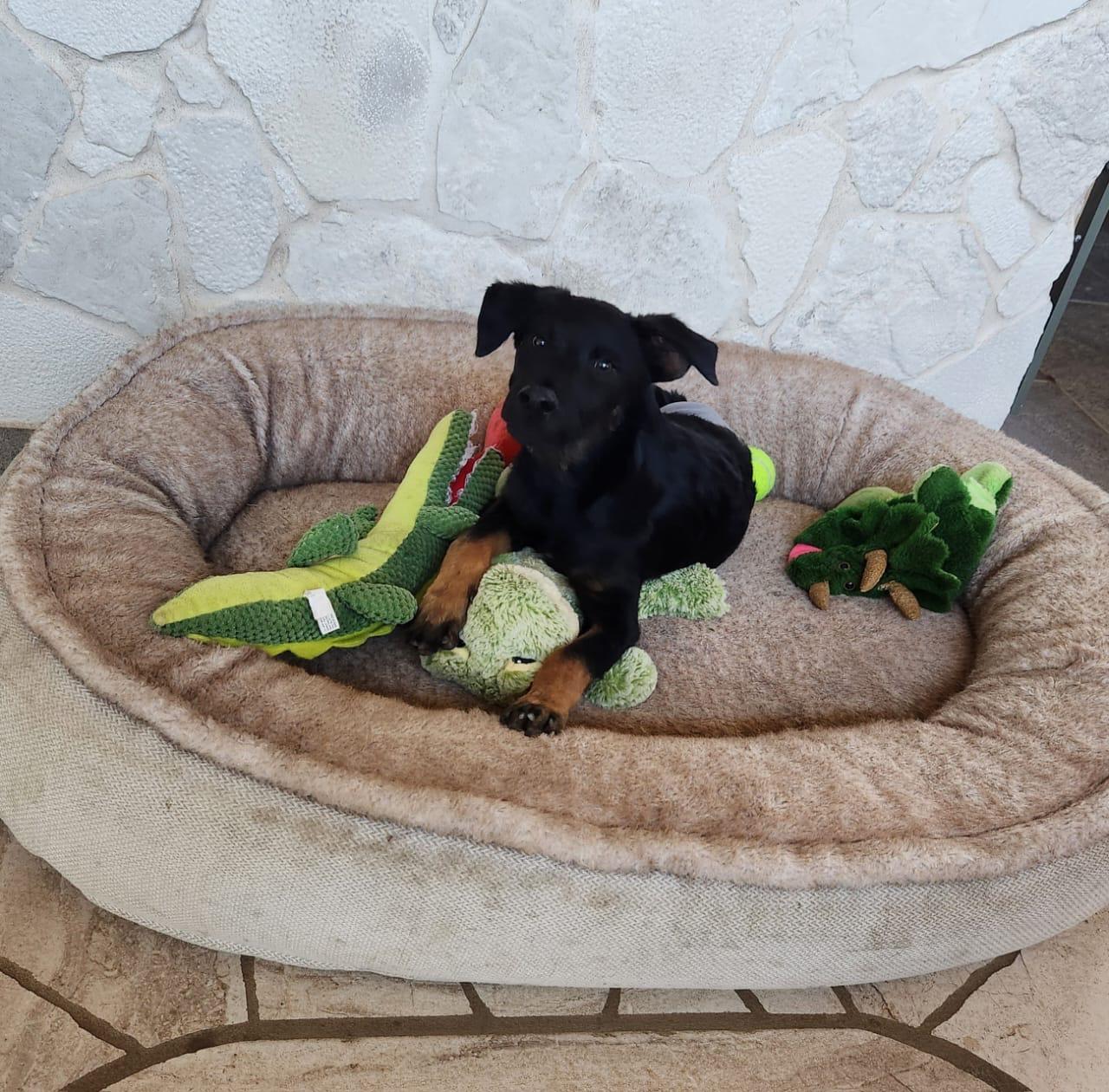 Enlarge Coffee, a Adoptable mixed breed in Lake Forest, CA image 2/4