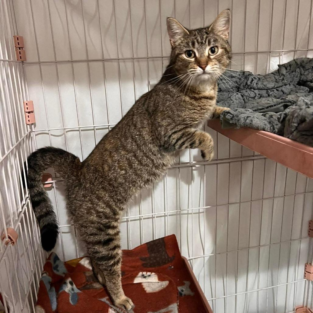 Shelby, Adoptable, Young Female Domestic Short Hair.