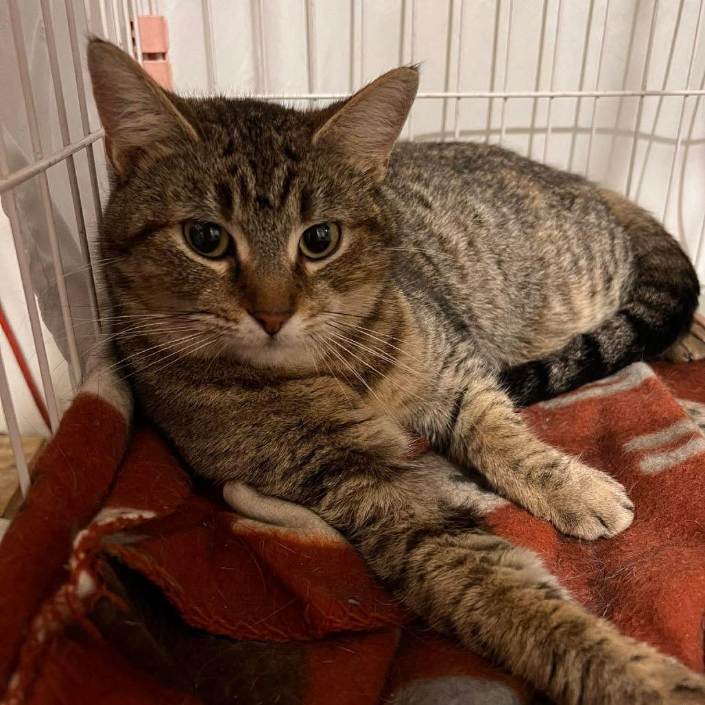 Enlarge Shelby, a Adoptable Domestic Short Hair in La Grange, KY image 2/3