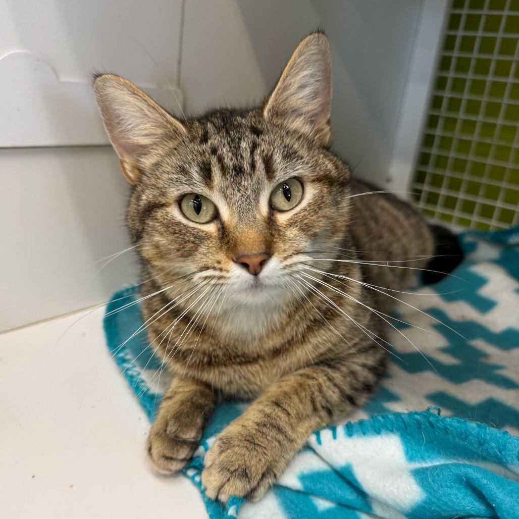 Enlarge Shelby, a Adoptable Domestic Short Hair in La Grange, KY image 3/3