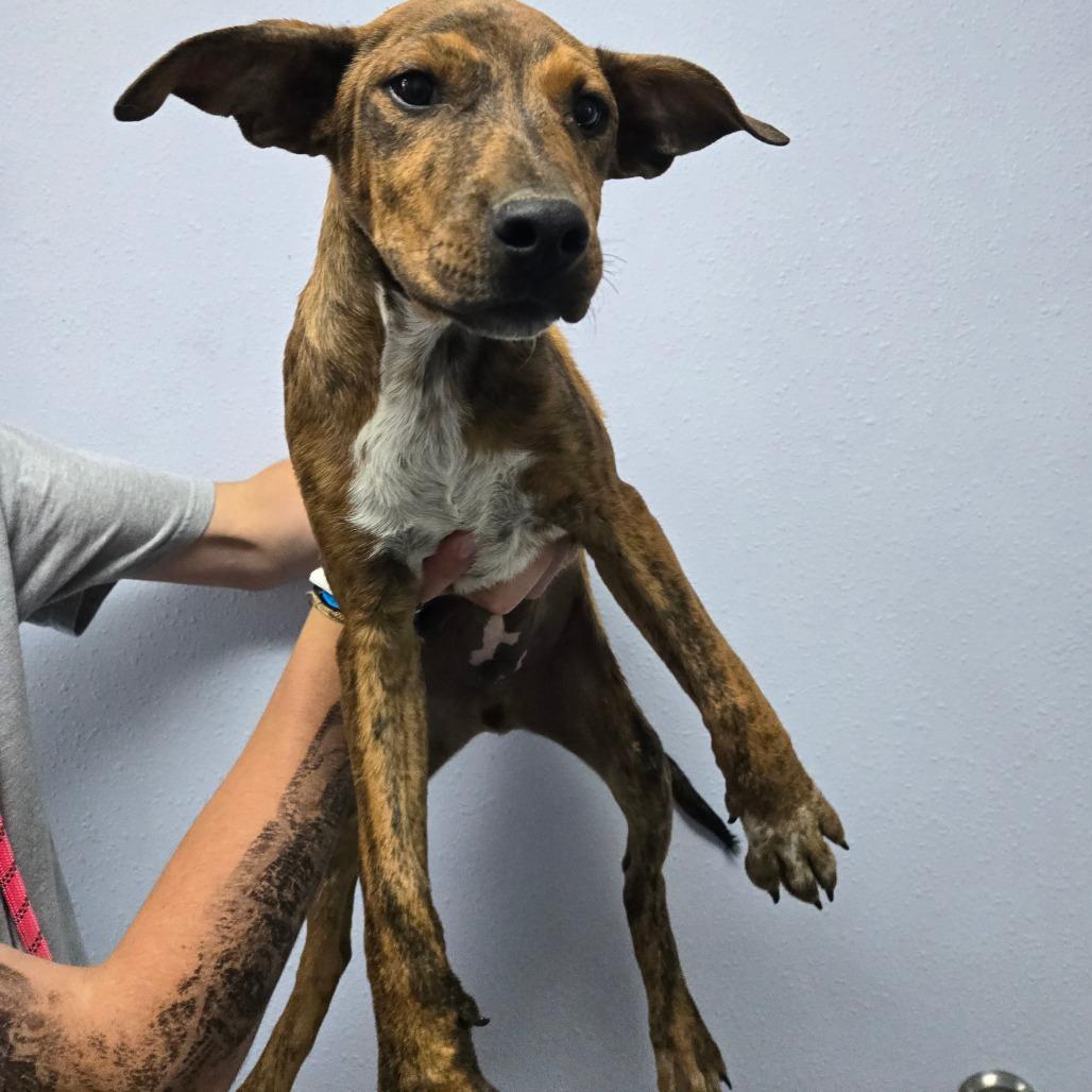 Enlarge Doc, a Adoptable Mixed Breed in Idaho Falls, ID image 1/2