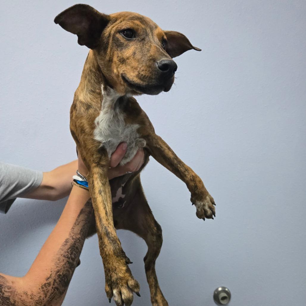 Enlarge Doc, a Adoptable Mixed Breed in Idaho Falls, ID image 2/2