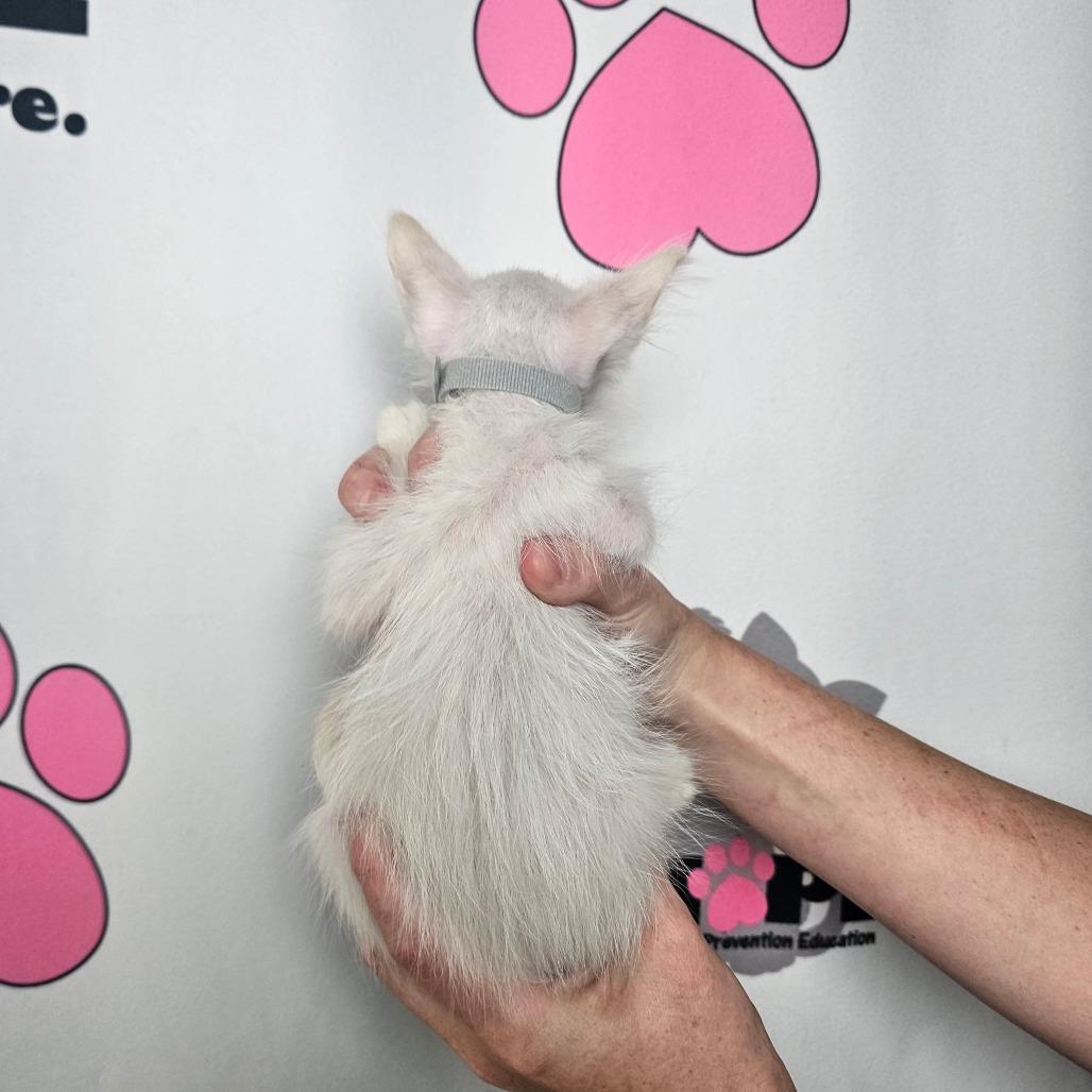 Stratus, Adoptable, Kitten Male Siamese & Domestic Short Hair.