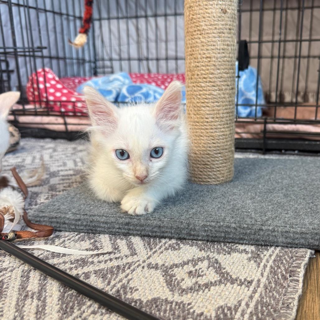 Stratus, a Adoptable mixed breed in Milton, FL image 2/6