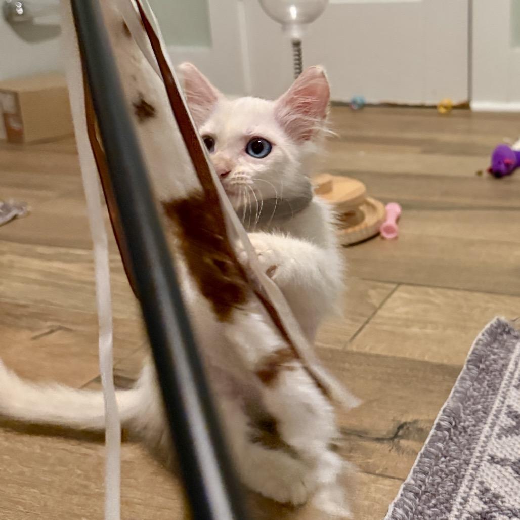 Stratus, a Adoptable mixed breed in Milton, FL image 4/6