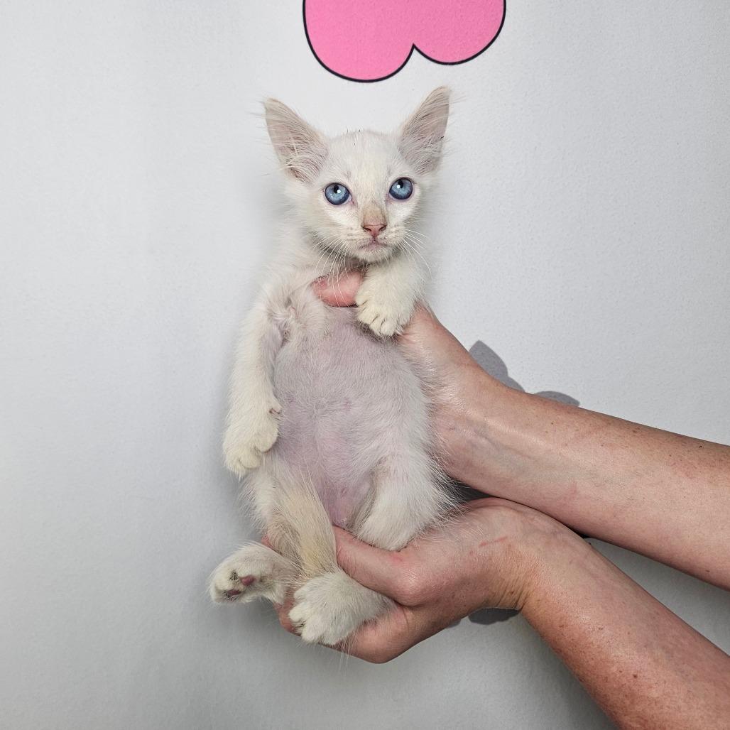Stratus, a Adoptable mixed breed in Milton, FL image 6/6