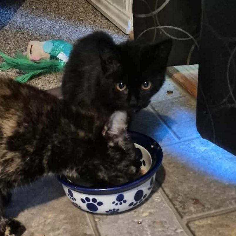 Binx, ADOPTABLE, Young Male Domestic Short Hair.