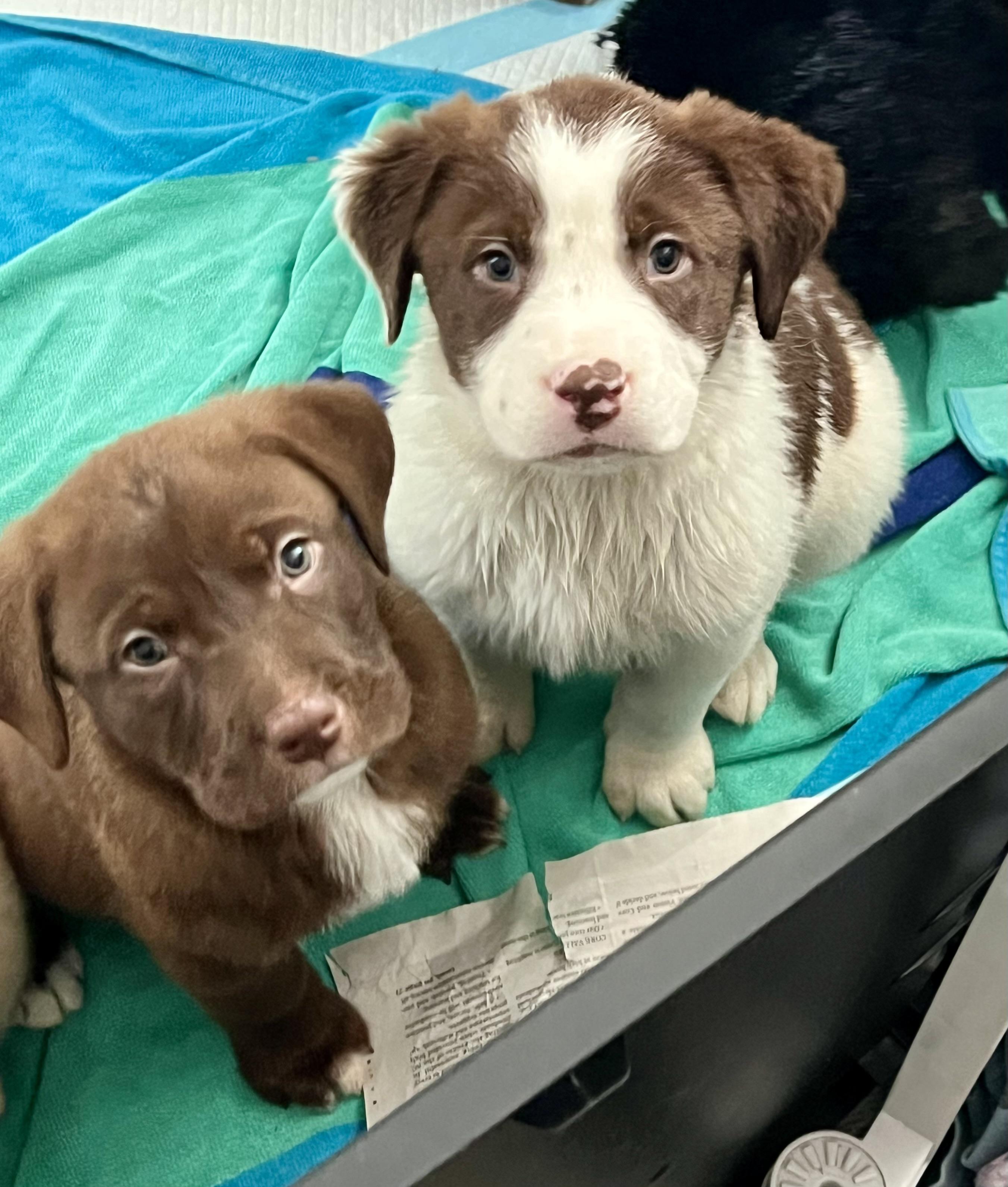 Enlarge Theodore, an adopted mixed breed in Mt Pleasant, SC image 4/5