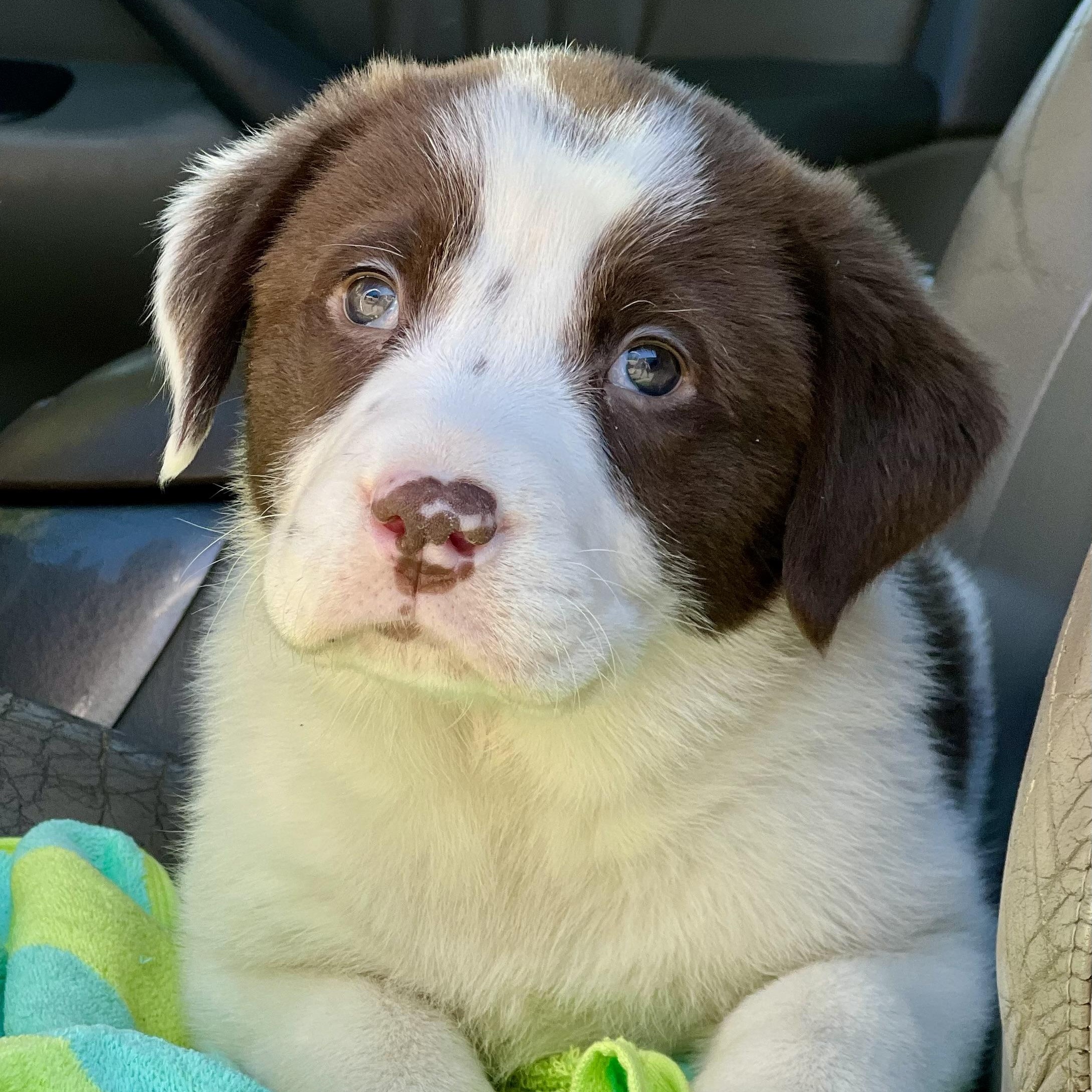 Enlarge Theodore, an adopted mixed breed in Mt Pleasant, SC image 3/5
