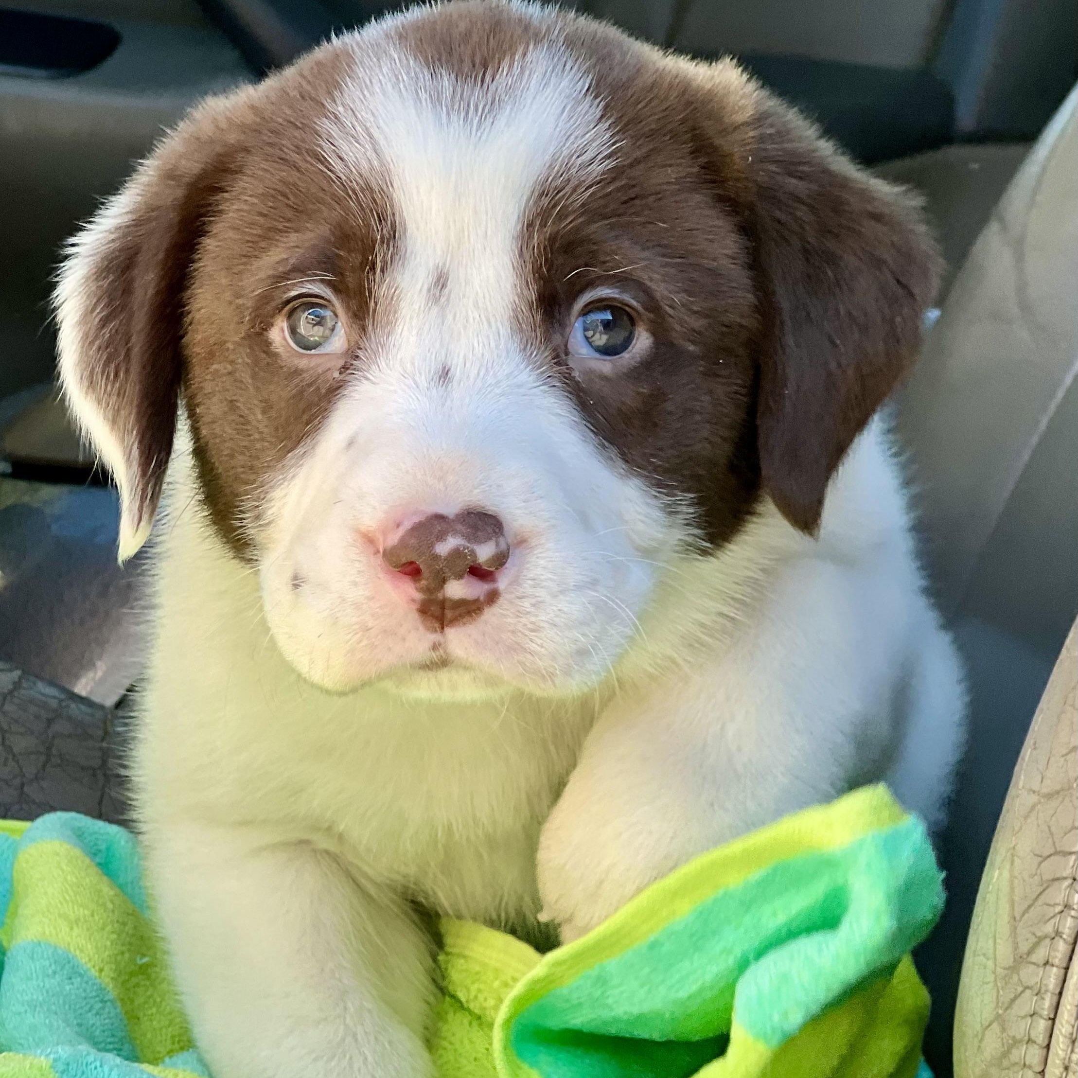 Enlarge Theodore, an adopted mixed breed in Mt Pleasant, SC image 2/5
