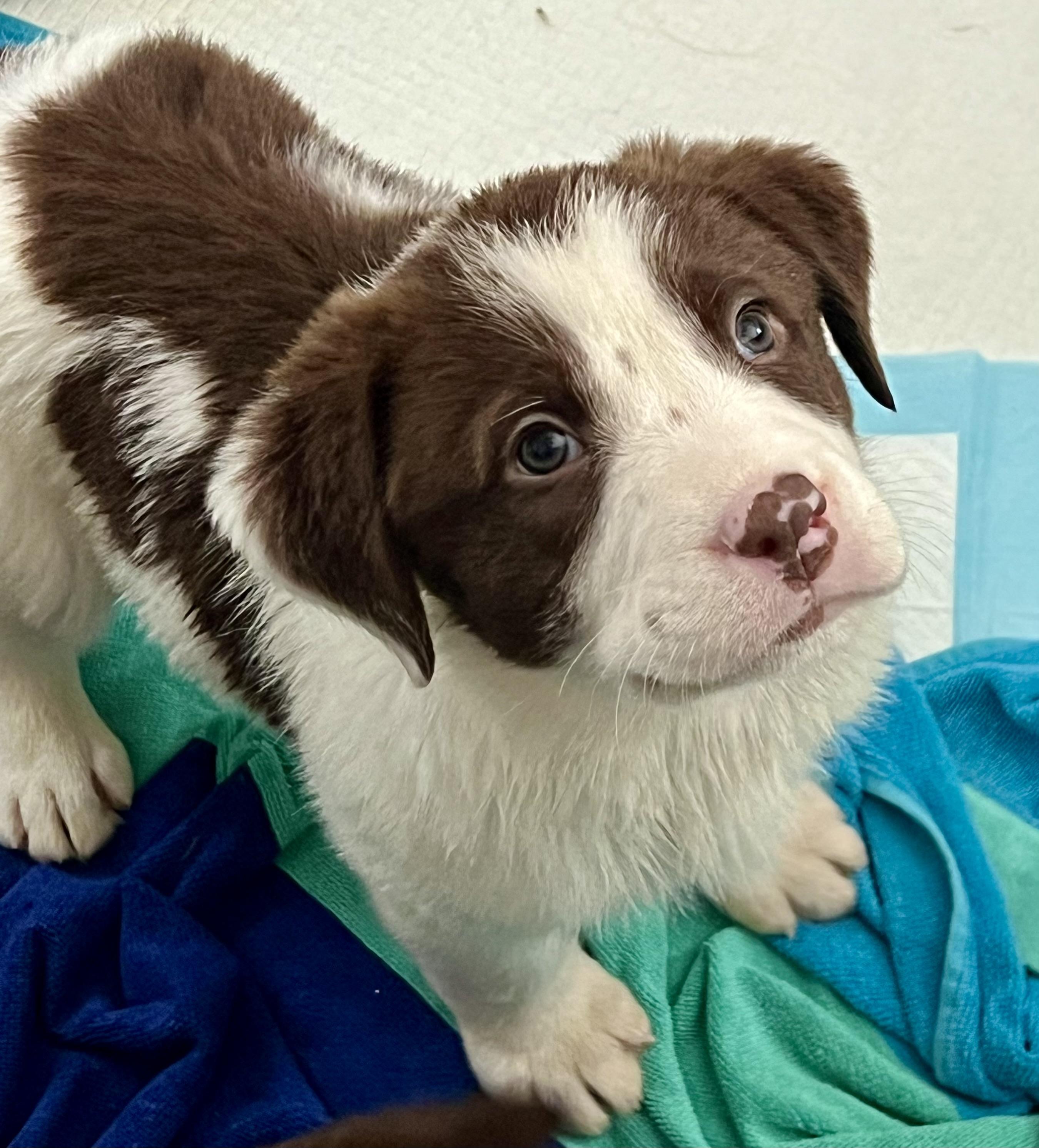 Enlarge Theodore, an adopted mixed breed in Mt Pleasant, SC image 1/5