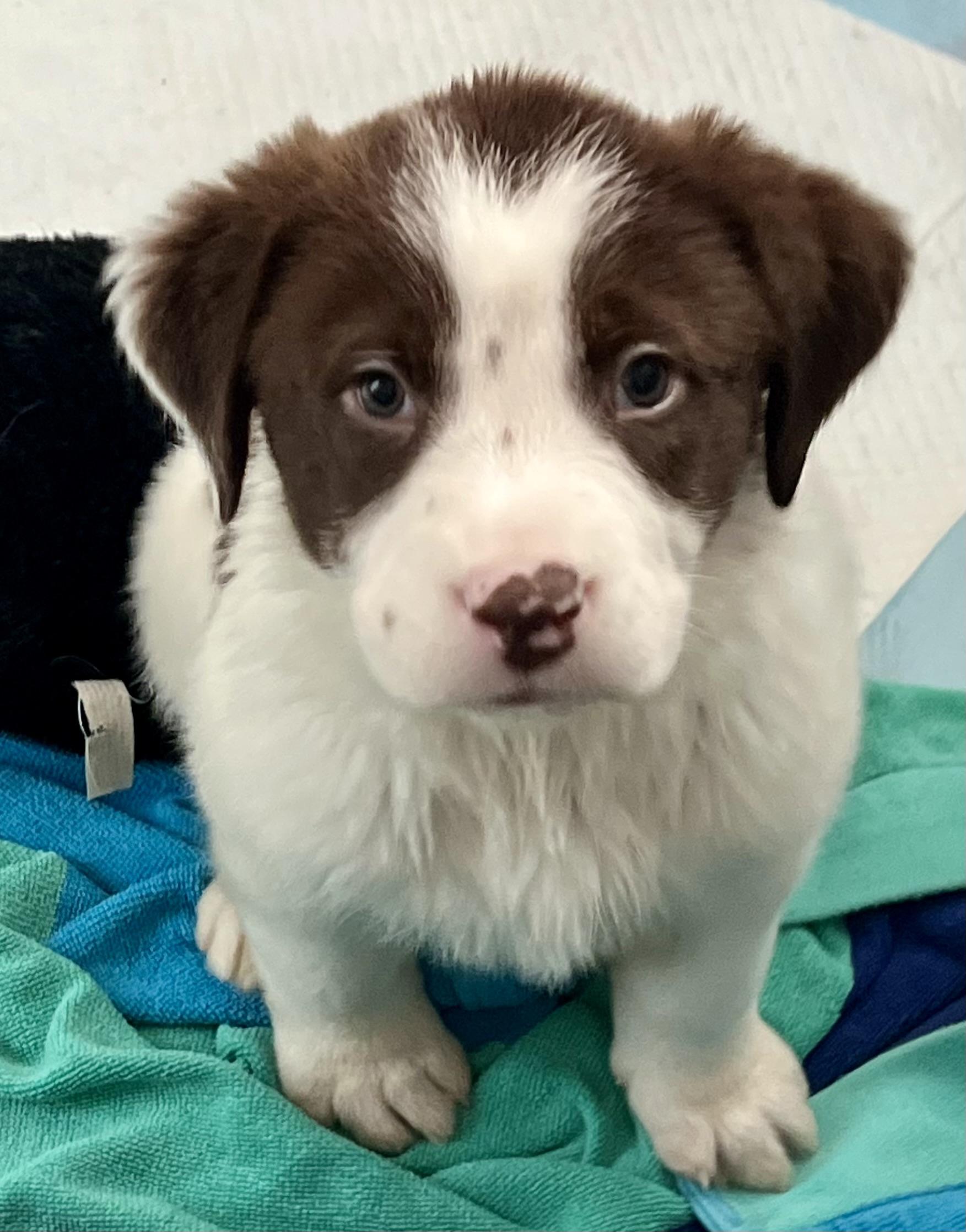 Enlarge Theodore, an adopted mixed breed in Mt Pleasant, SC image 5/5