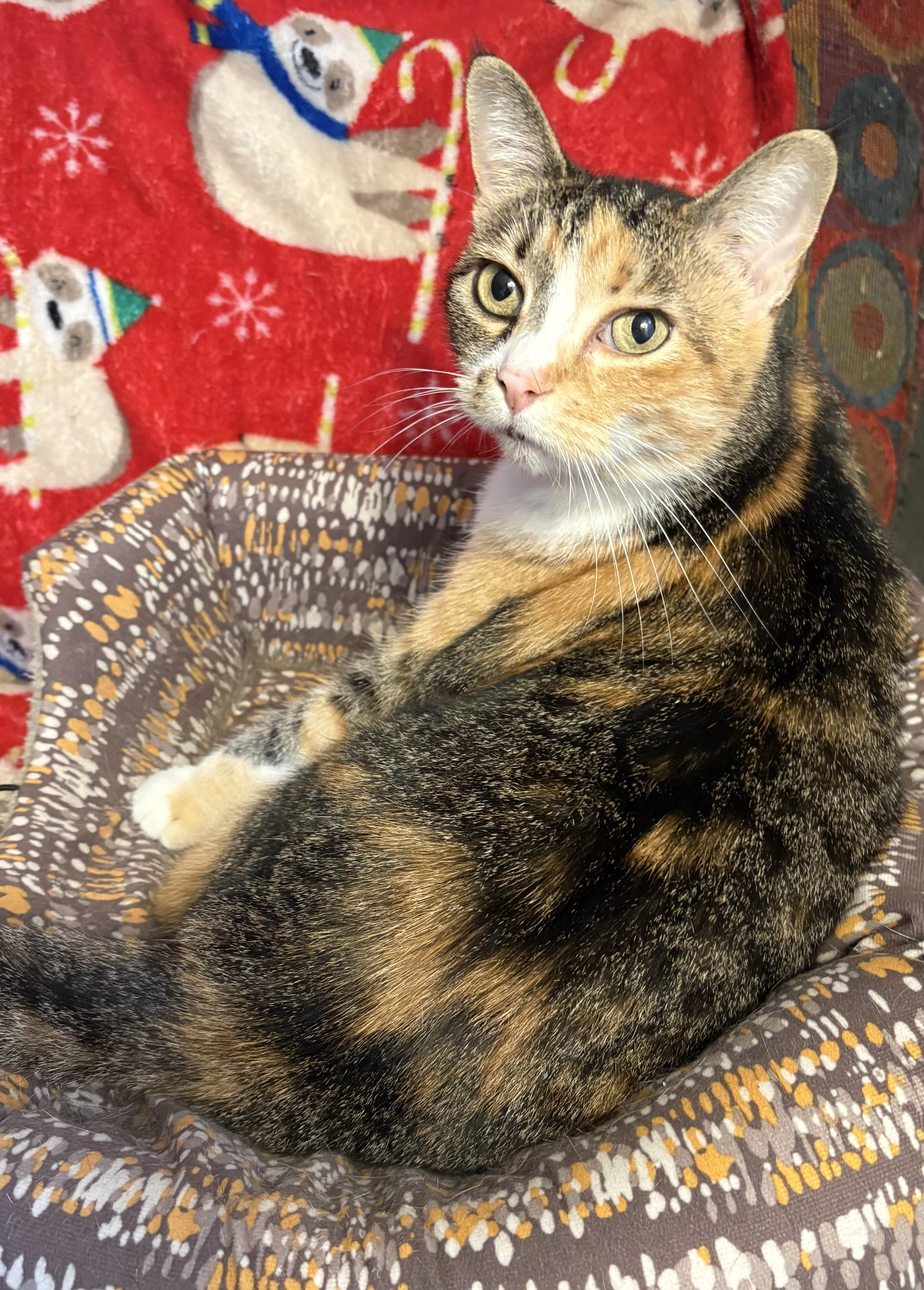 Enlarge Aggie, a Adopted Domestic Short Hair in Toledo, OH image 1/6