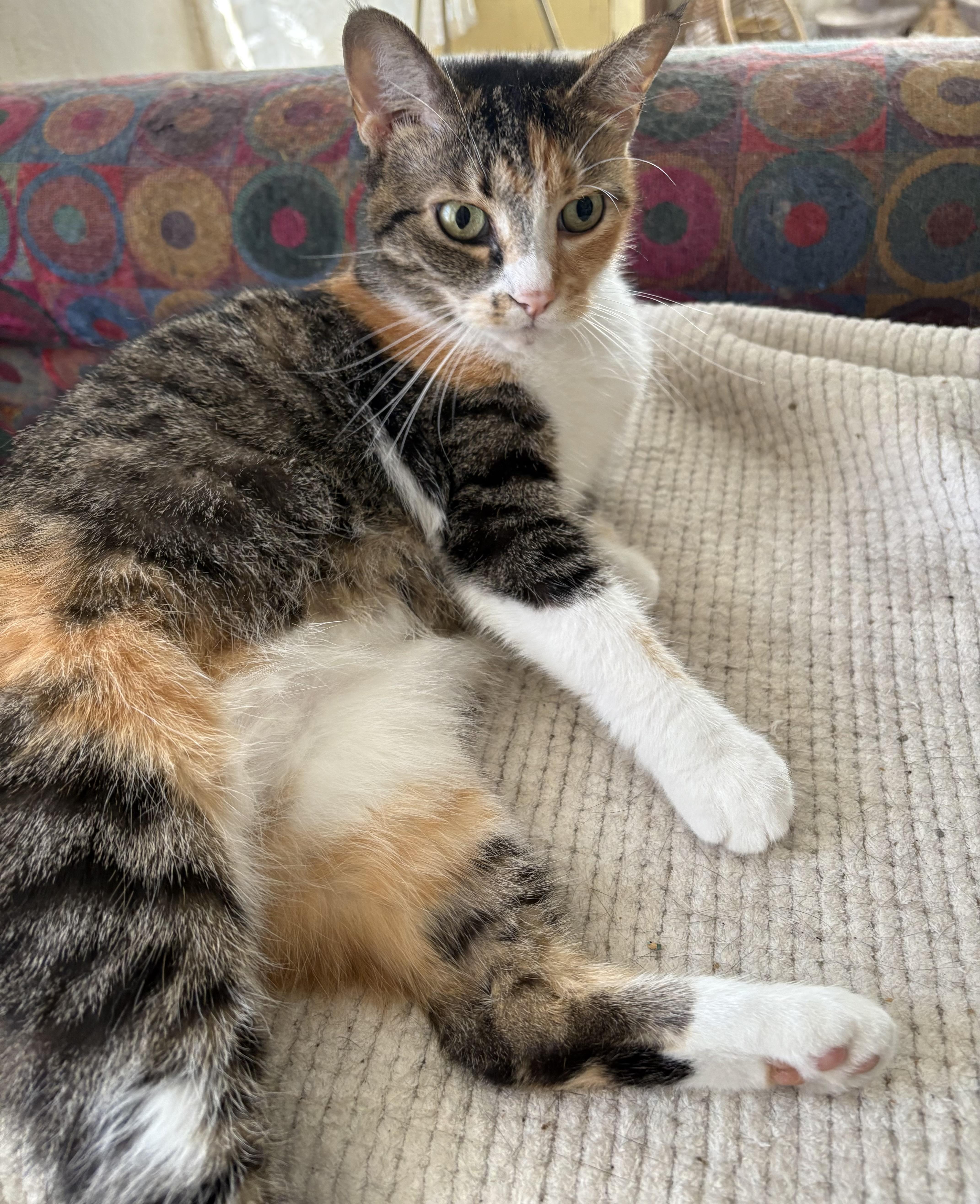 Enlarge Aggie, a Adopted Domestic Short Hair in Toledo, OH image 3/6