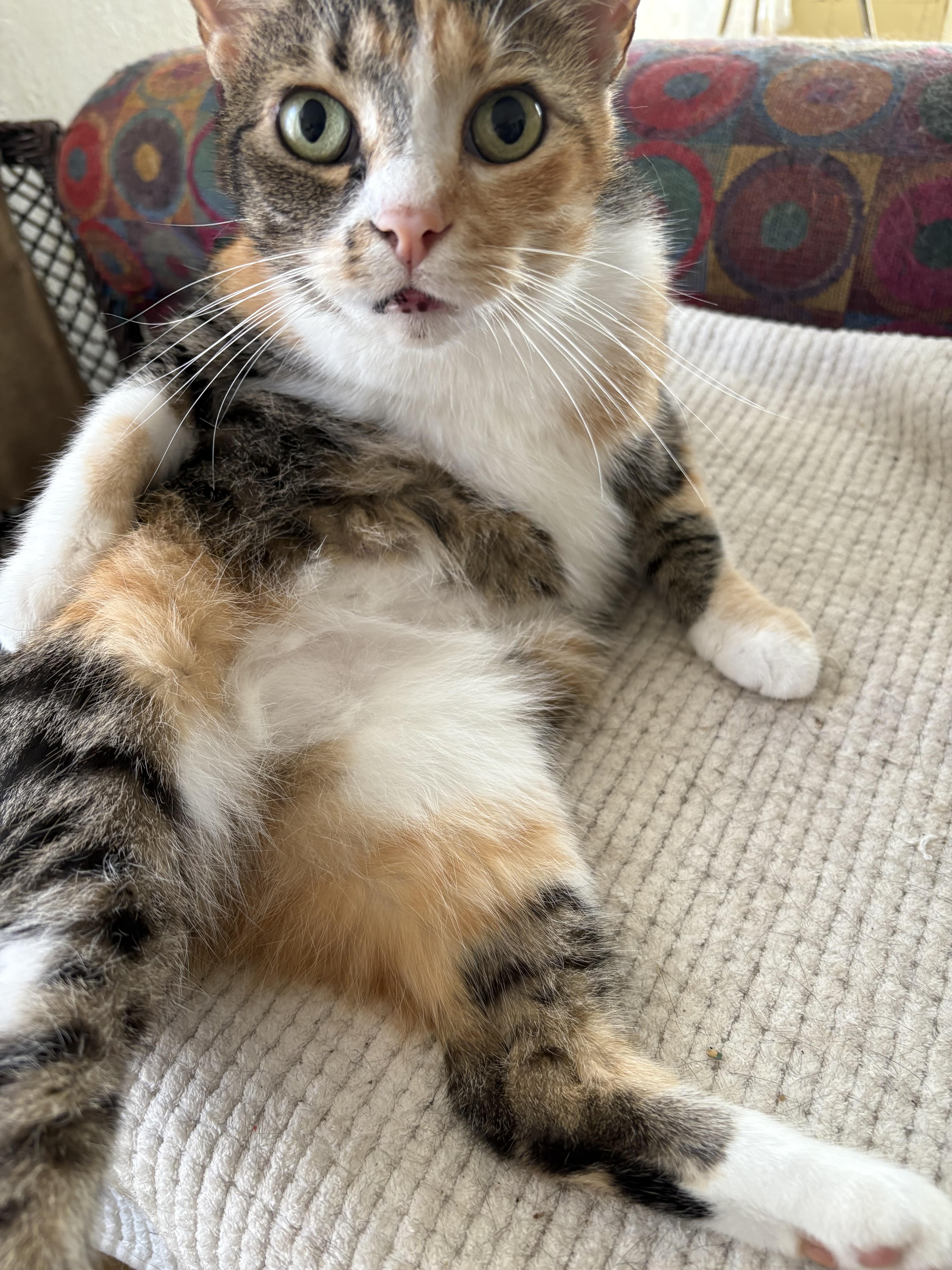 Enlarge Aggie, a Adopted Domestic Short Hair in Toledo, OH image 4/6