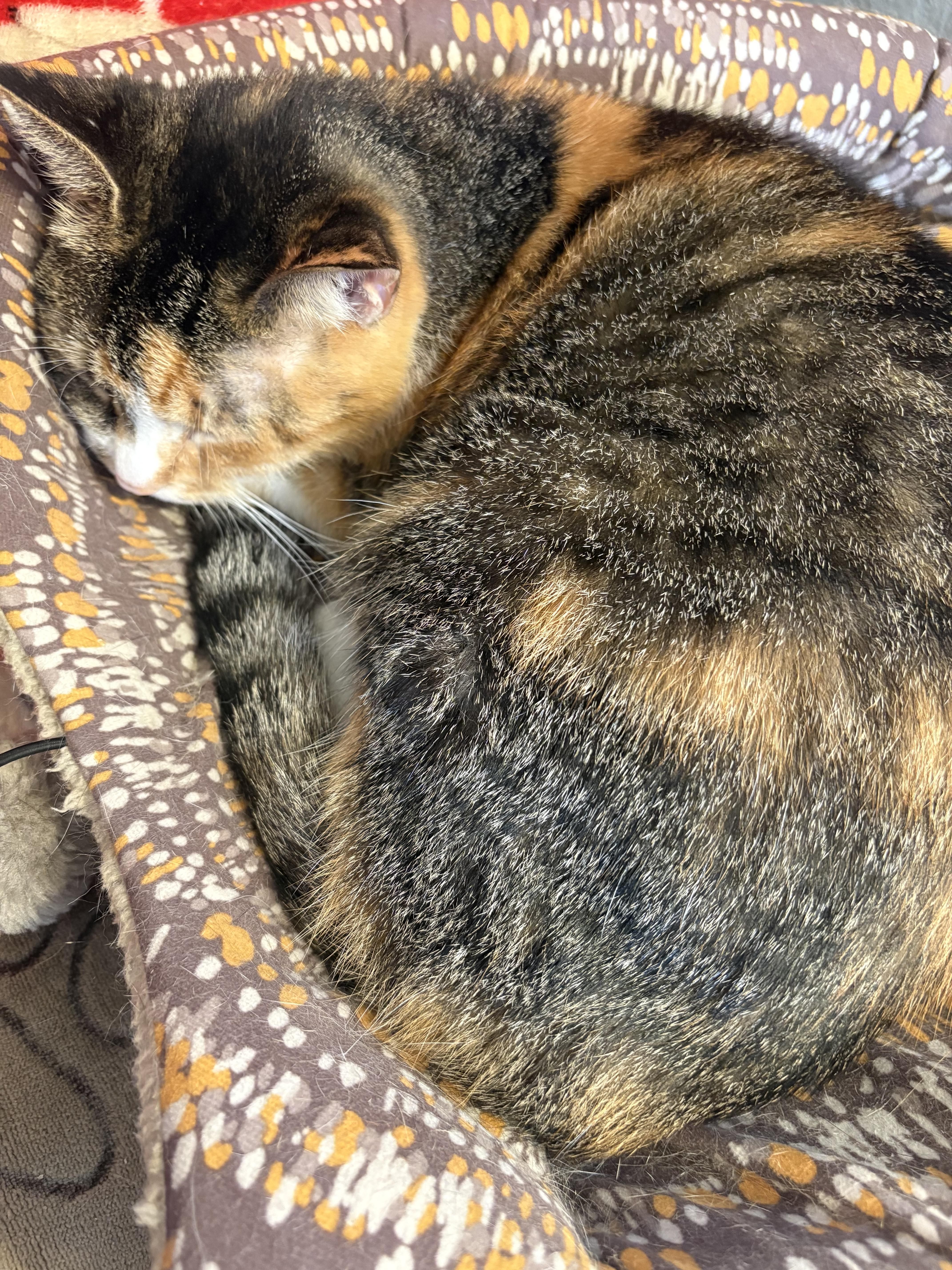 Enlarge Aggie, a Adopted Domestic Short Hair in Toledo, OH image 5/6