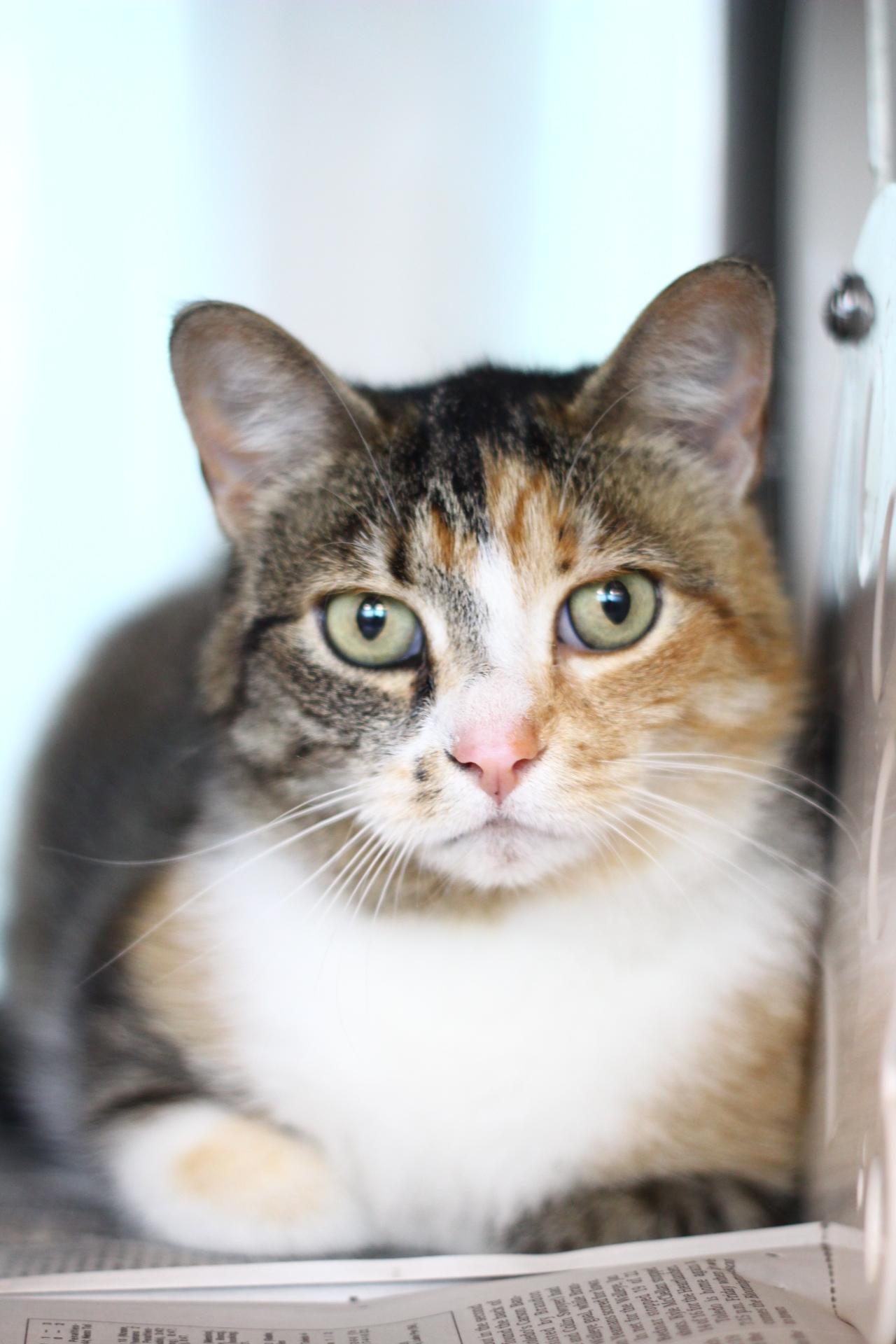 Enlarge Aggie, a Adopted Domestic Short Hair in Toledo, OH image 6/6