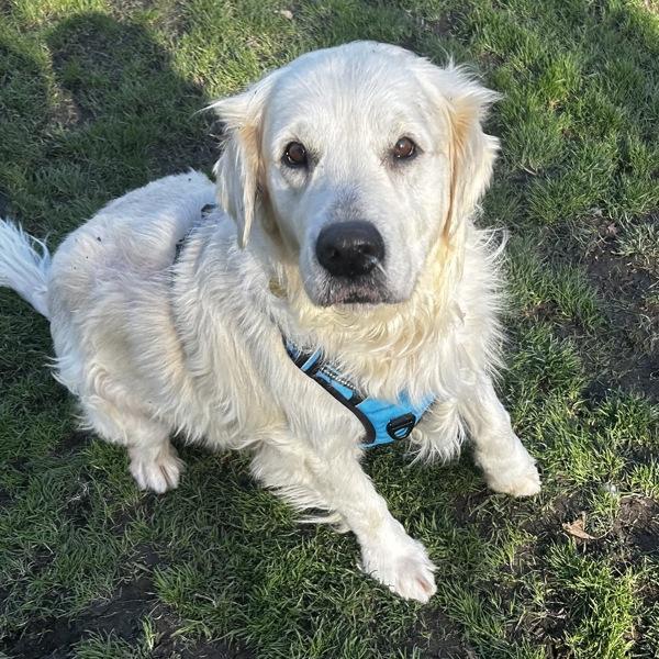 Charlie, Adoptable, Adult Male Golden Retriever.