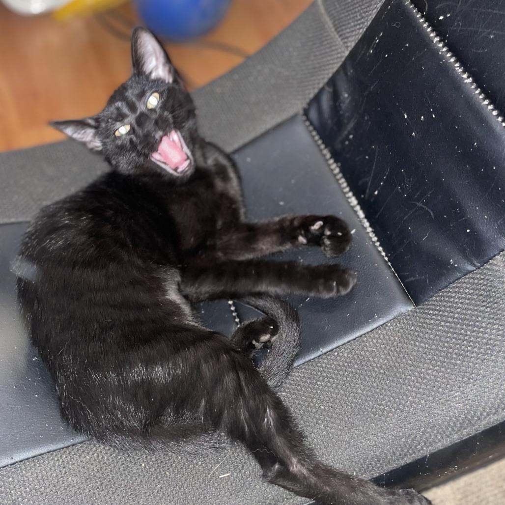 Sam, Adoptable, Kitten Female Domestic Short Hair.