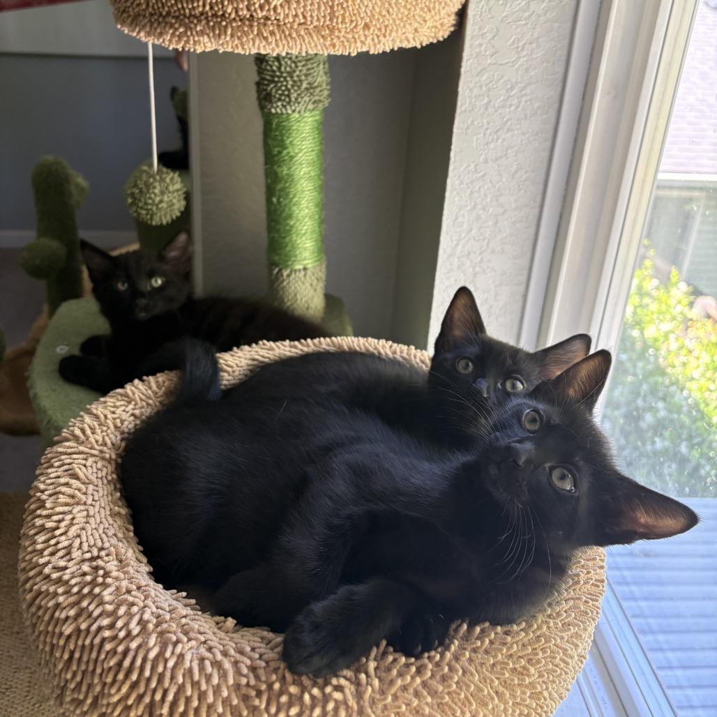 Enlarge Sam, a Adoptable Domestic Short Hair in Washougal, WA image 2/3