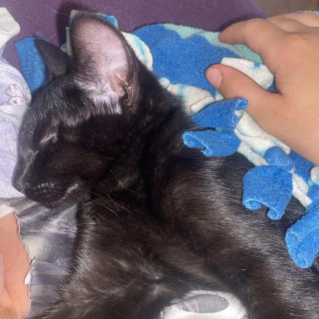 Enlarge Sam, a Adoptable Domestic Short Hair in Washougal, WA image 3/3