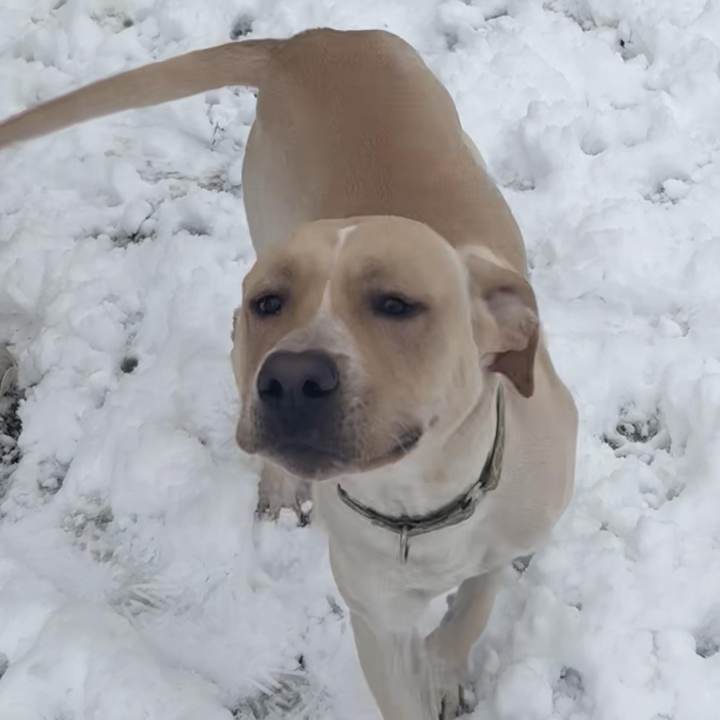 Enlarge Cooper, an adopted mixed breed in Indiana, PA image 1/1