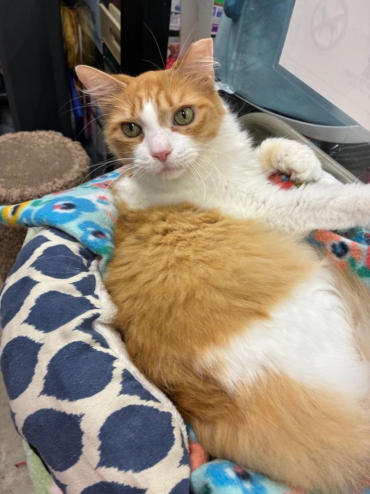 Garfield, a Adopted Domestic Medium Hair in Orlando, FL image 1/6