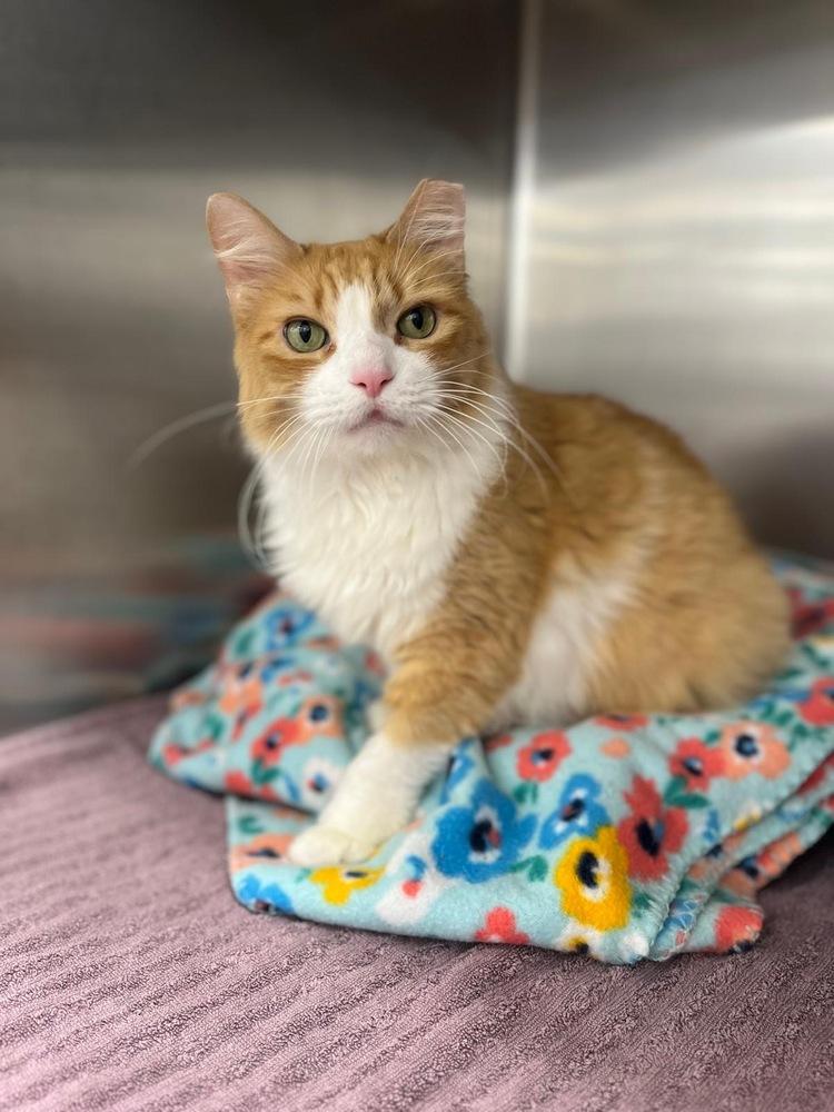 Garfield, Adopted, Adult Male Domestic Medium Hair.