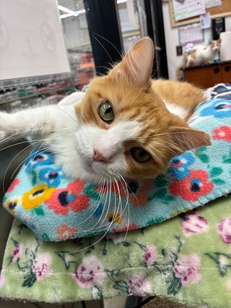 Garfield, a Adopted Domestic Medium Hair in Orlando, FL image 3/6