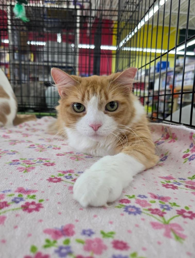 Garfield, a Adopted Domestic Medium Hair in Orlando, FL image 4/6