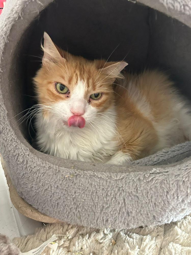 Garfield, a Adopted Domestic Medium Hair in Orlando, FL image 6/6