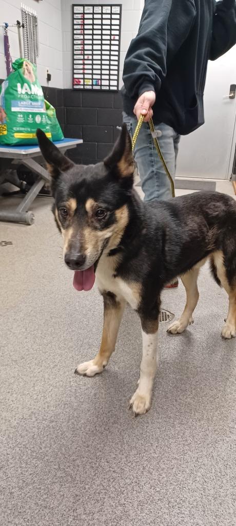 JINX, Adoptable, Adult Male Husky & Shepherd.