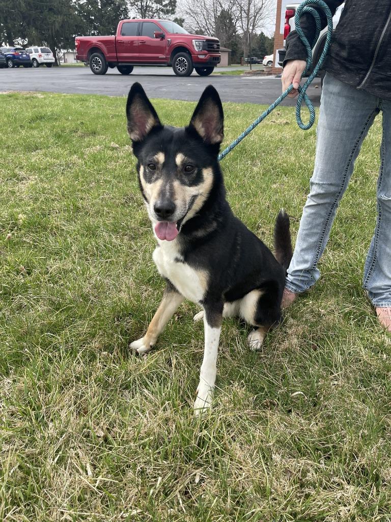 Enlarge JINX, a Adoptable mixed breed in Fremont, OH image 2/2