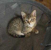 Charlie, Adoptable, Kitten Male Tabby.