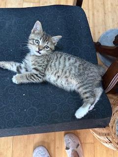 Enlarge Charlie, a Adoptable Tabby in Orlando, FL image 2/3