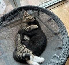 Enlarge Charlie, a Adoptable Tabby in Orlando, FL image 3/3