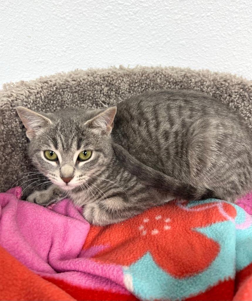 Enlarge Bandit, a Adoptable mixed breed in Brookings, OR image 1/1