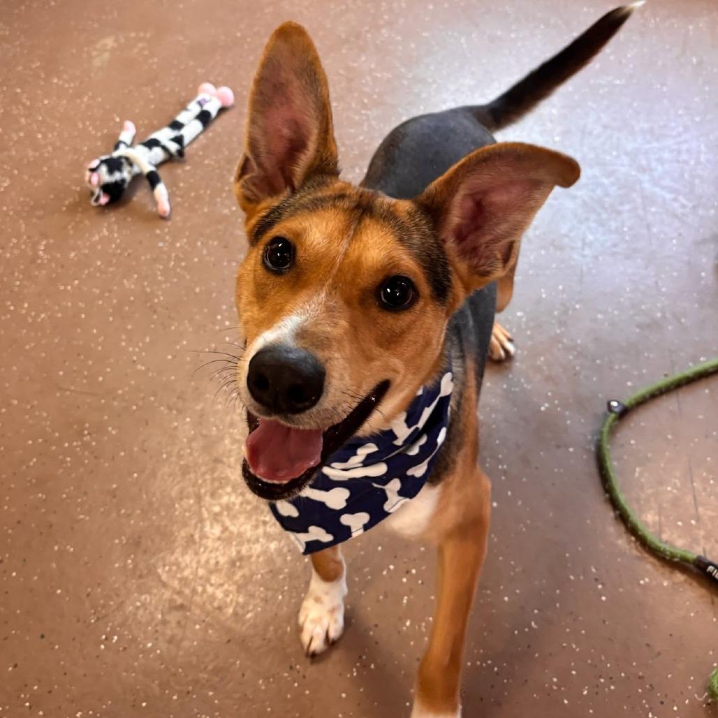 Gus, Adoptable, Adult Male Shepherd.