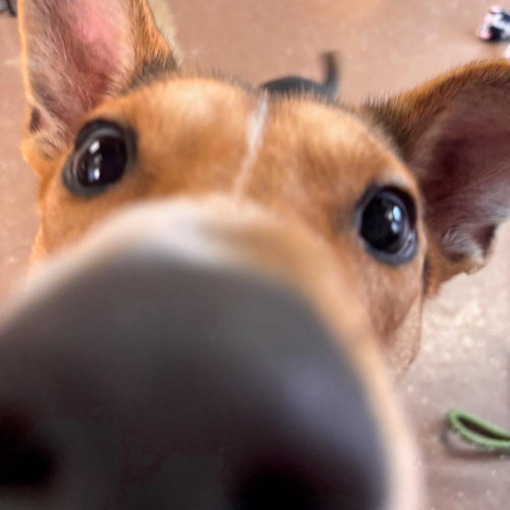 Enlarge Gus, a Adoptable Shepherd in Belleville, IL image 2/5