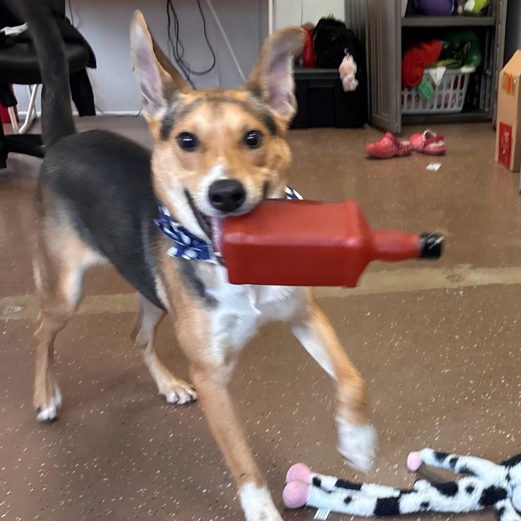 Enlarge Gus, a Adoptable Shepherd in Belleville, IL image 3/5