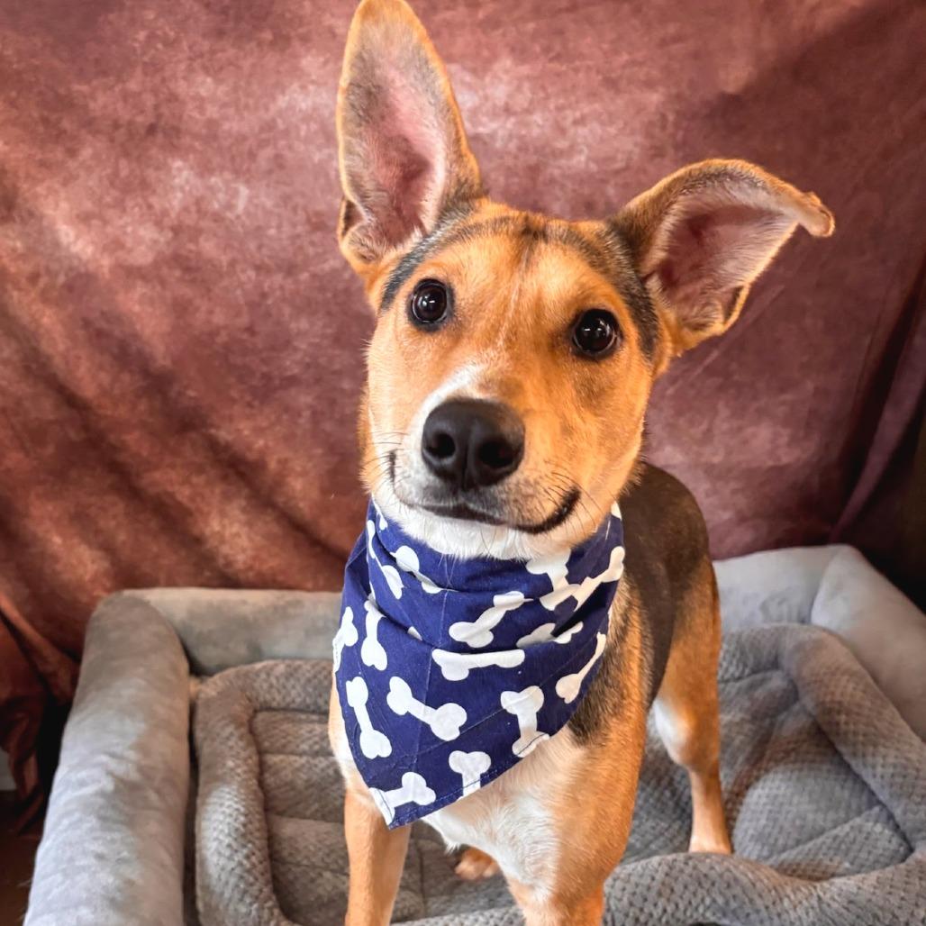 Enlarge Gus, a Adoptable Shepherd in Belleville, IL image 4/5