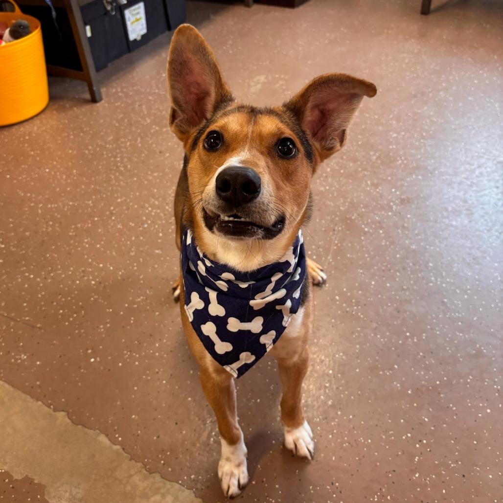 Enlarge Gus, a Adoptable Shepherd in Belleville, IL image 5/5