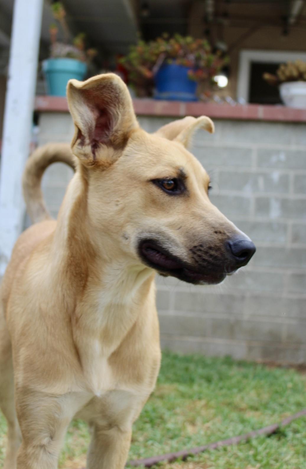 Buttercup , ADOPTABLE, Young Female German Shepherd Dog.