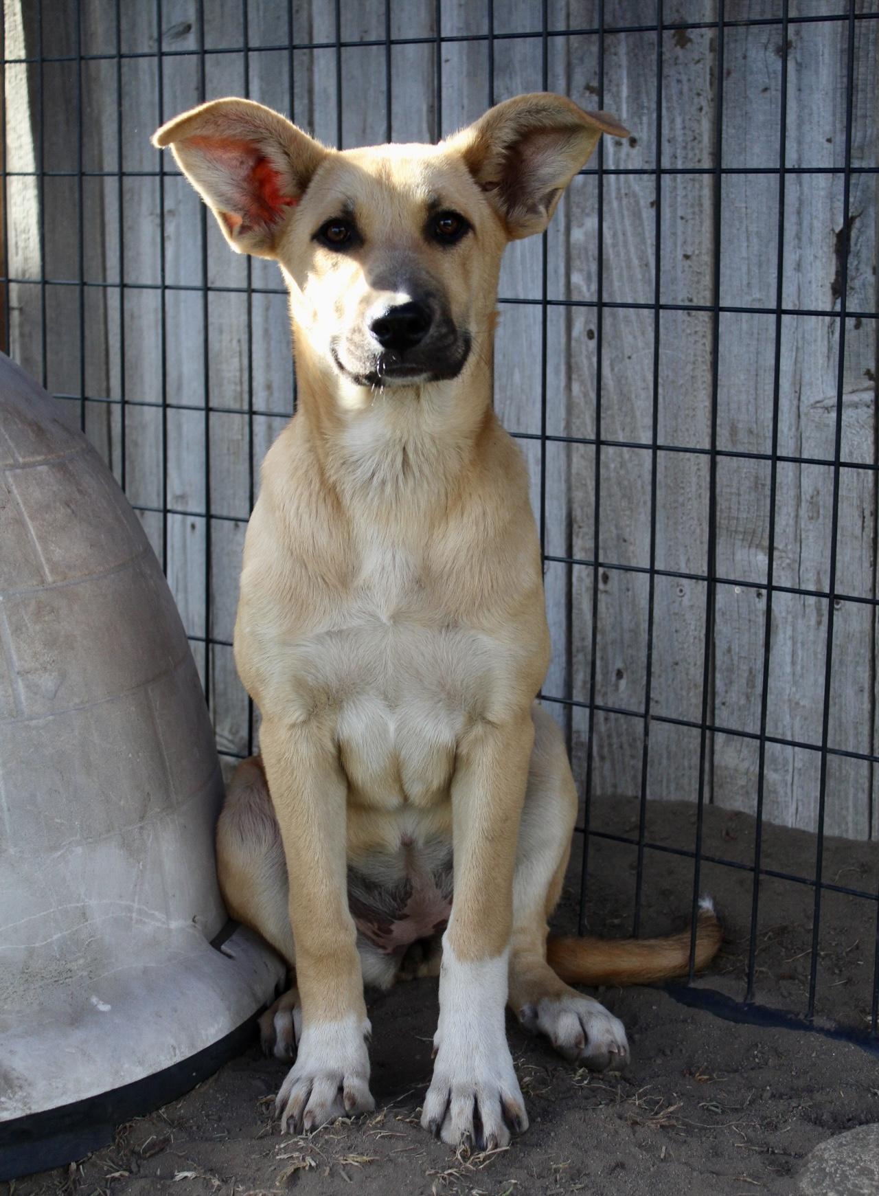 Enlarge Buttercup , a ADOPTABLE mixed breed in Rialto, CA image 1/3