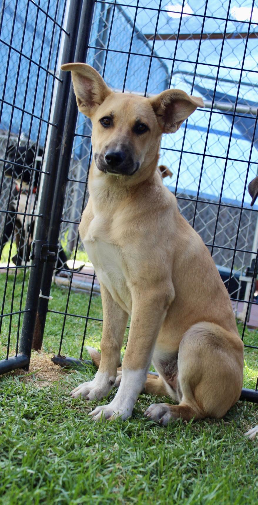 Enlarge Buttercup , a ADOPTABLE mixed breed in Rialto, CA image 2/3