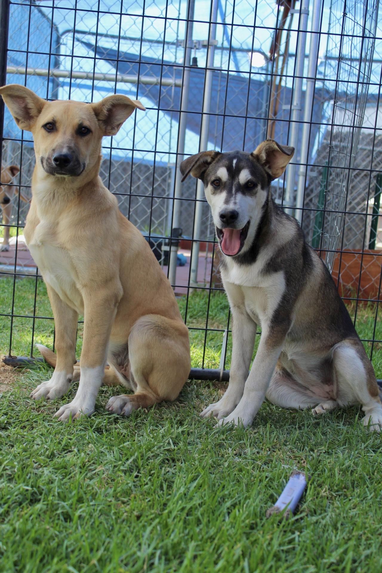 Enlarge Buttercup , a ADOPTABLE mixed breed in Rialto, CA image 3/3