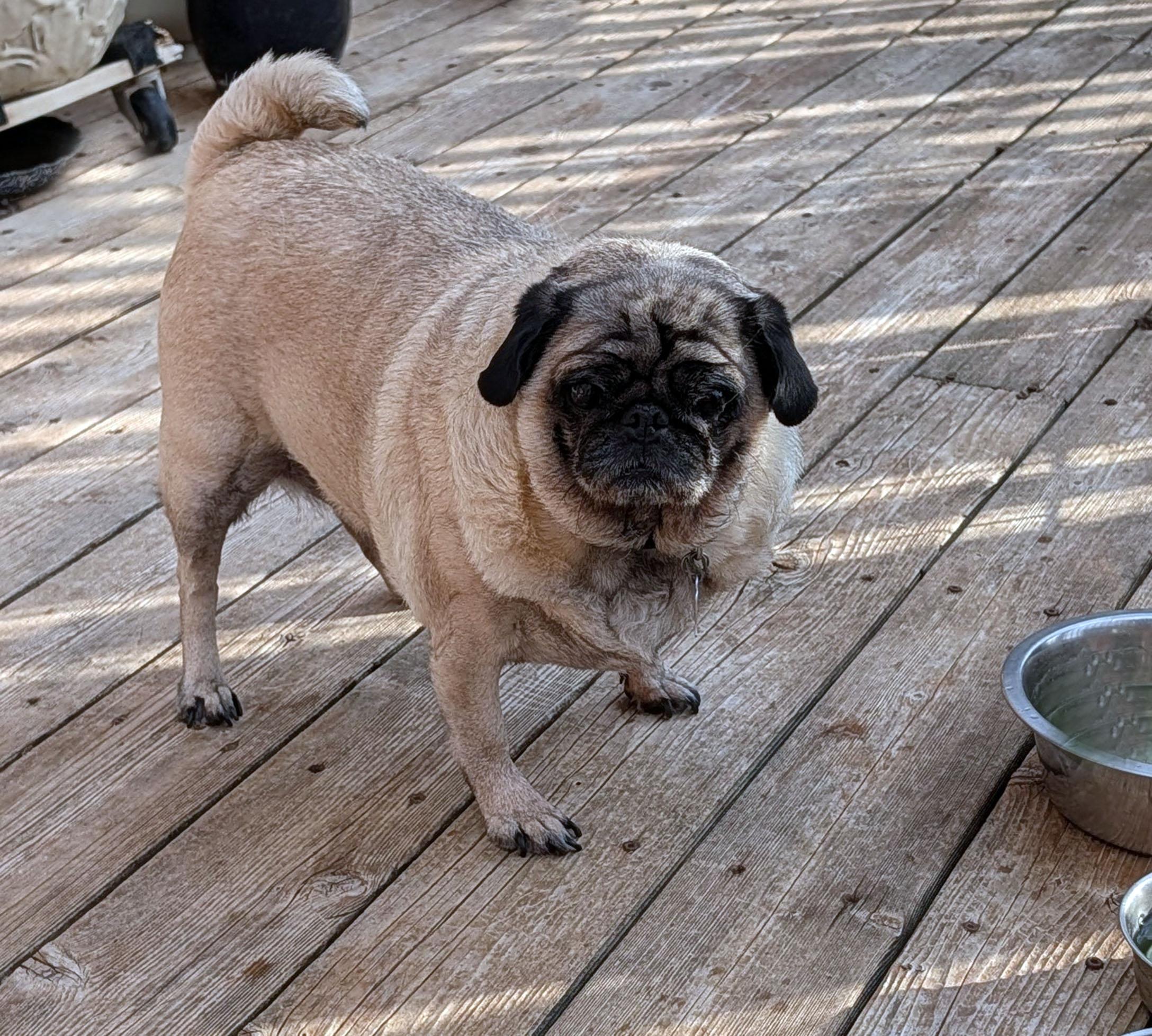 Enlarge Belle, a ADOPTABLE Pug in Benton, KS image 1/1