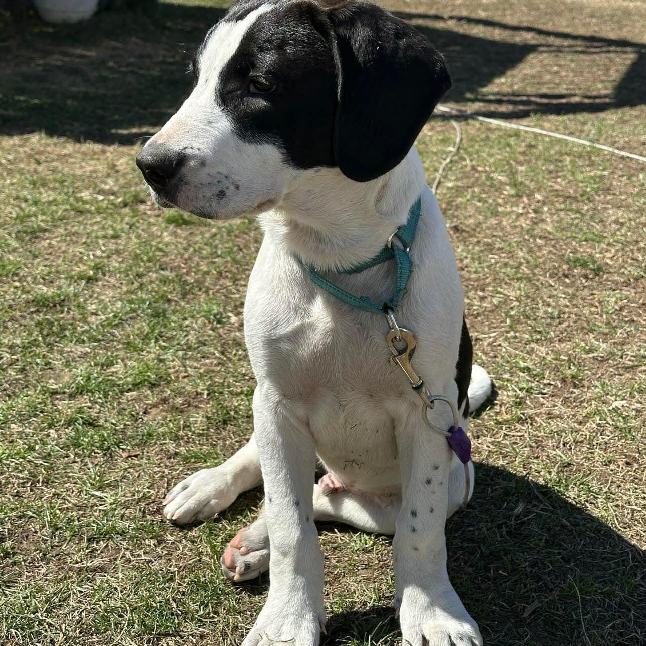 Enlarge Pablano, a ADOPTABLE mixed breed in Salem, NH image 3/5