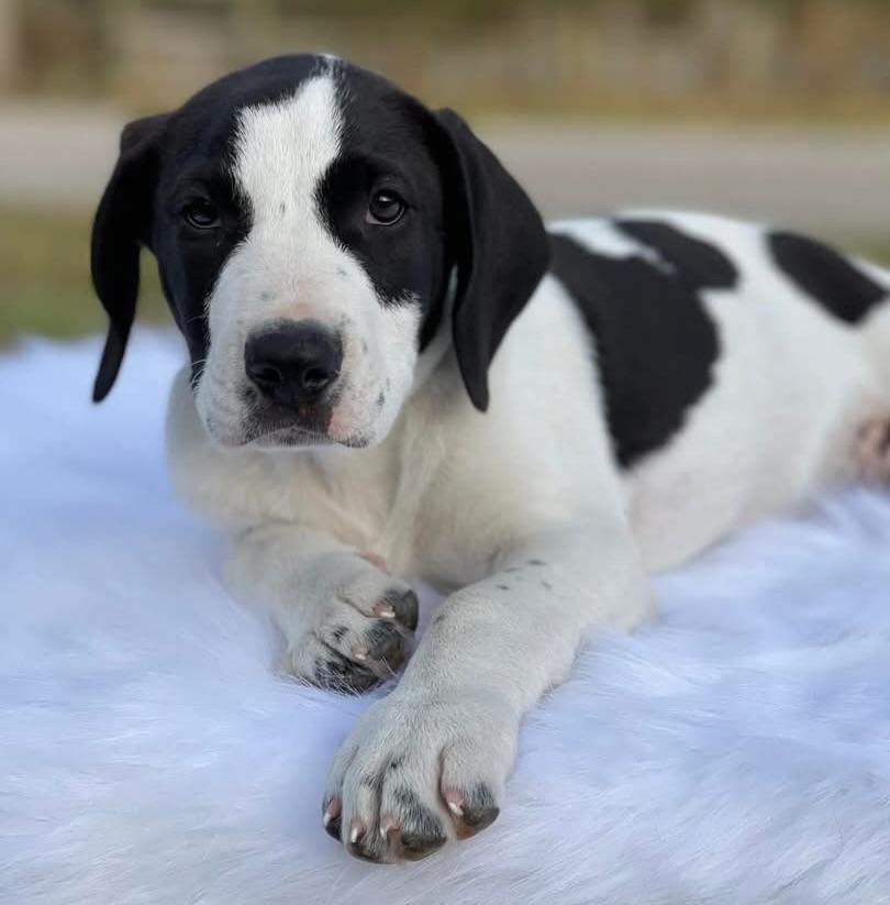Enlarge Pablano, a ADOPTABLE mixed breed in Salem, NH image 2/5