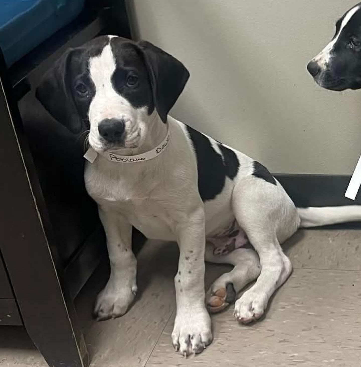 Enlarge Pablano, a ADOPTABLE mixed breed in Salem, NH image 4/5